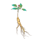 御正君參陽丸 萃取西洋參淫羊藿等五種精華 漢方調理