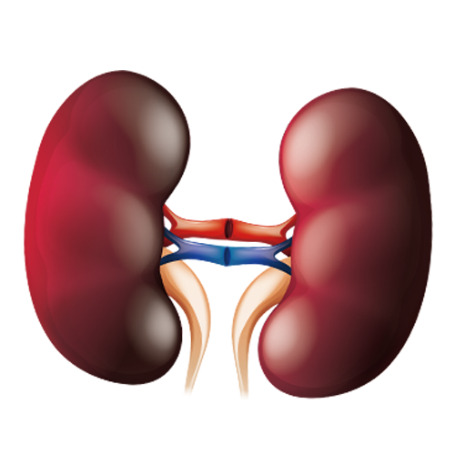 健康腎臟功能齊全 御正君參陽丸 守護腎氣平衡