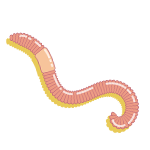 御正君納豆地龍活心素原材料 日本赤子愛勝蚓 地龍蛋白核心原料