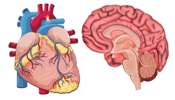 服用御正君納豆地龍活心素 心腦血管更健康 狀態年輕化