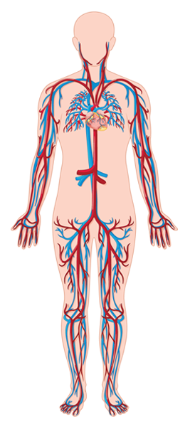 人體全身血管分佈圖 直觀了解血管護理重要性